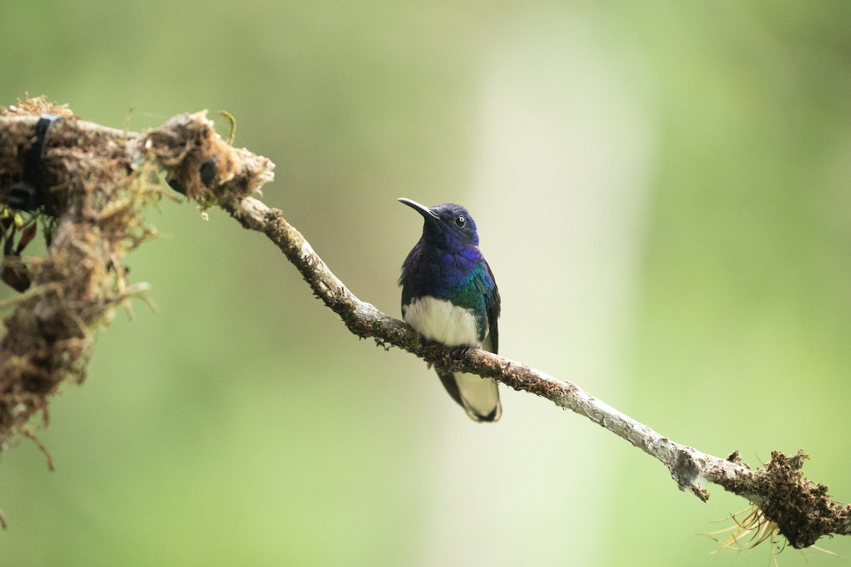 Colibrí Nuquiblanco - ML590851191