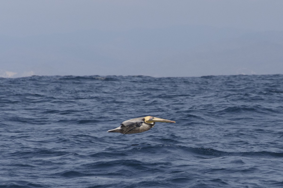 Brown Pelican (Southern) - ML590851401