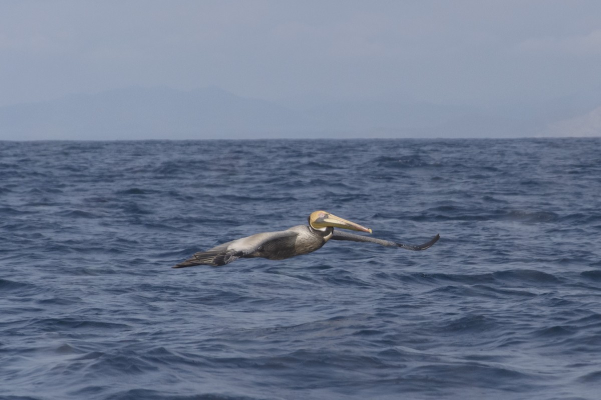 Brown Pelican (Southern) - ML590851411