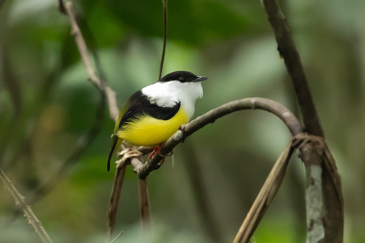 White-collared Manakin - Danny Jacobs