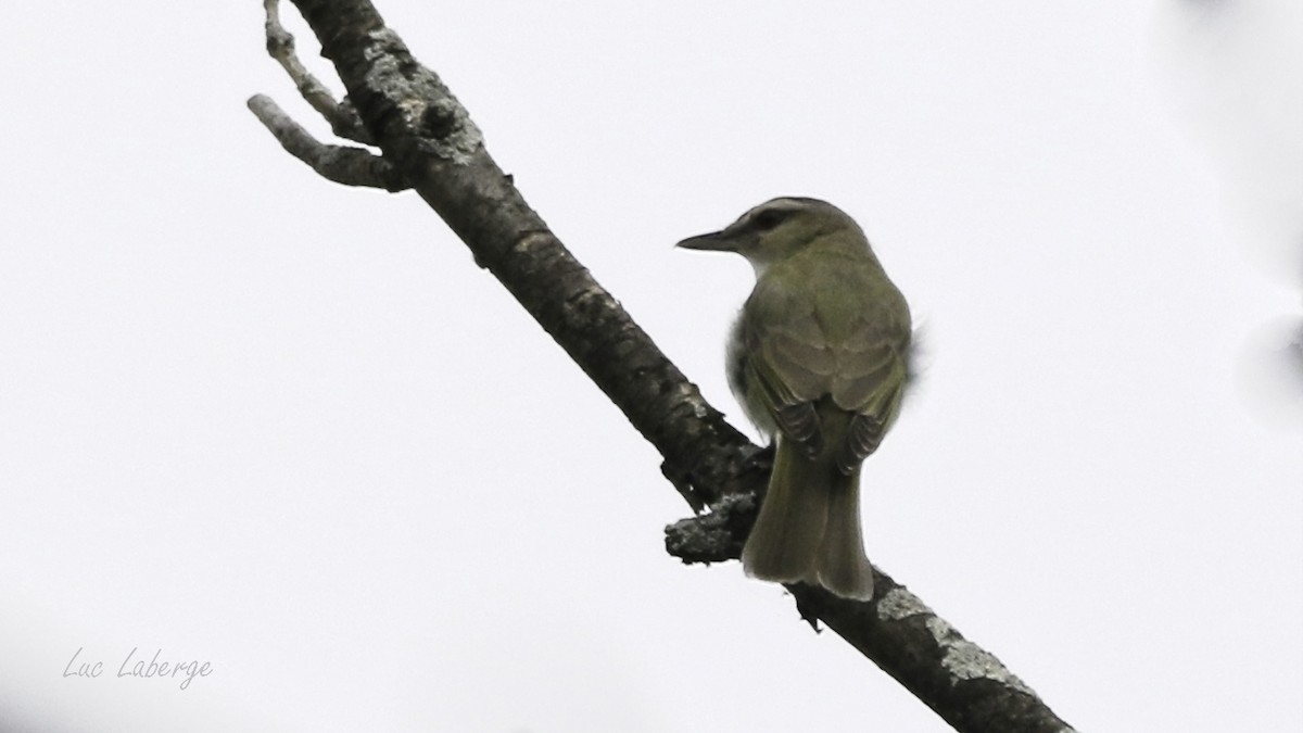 Red-eyed Vireo - ML590852441