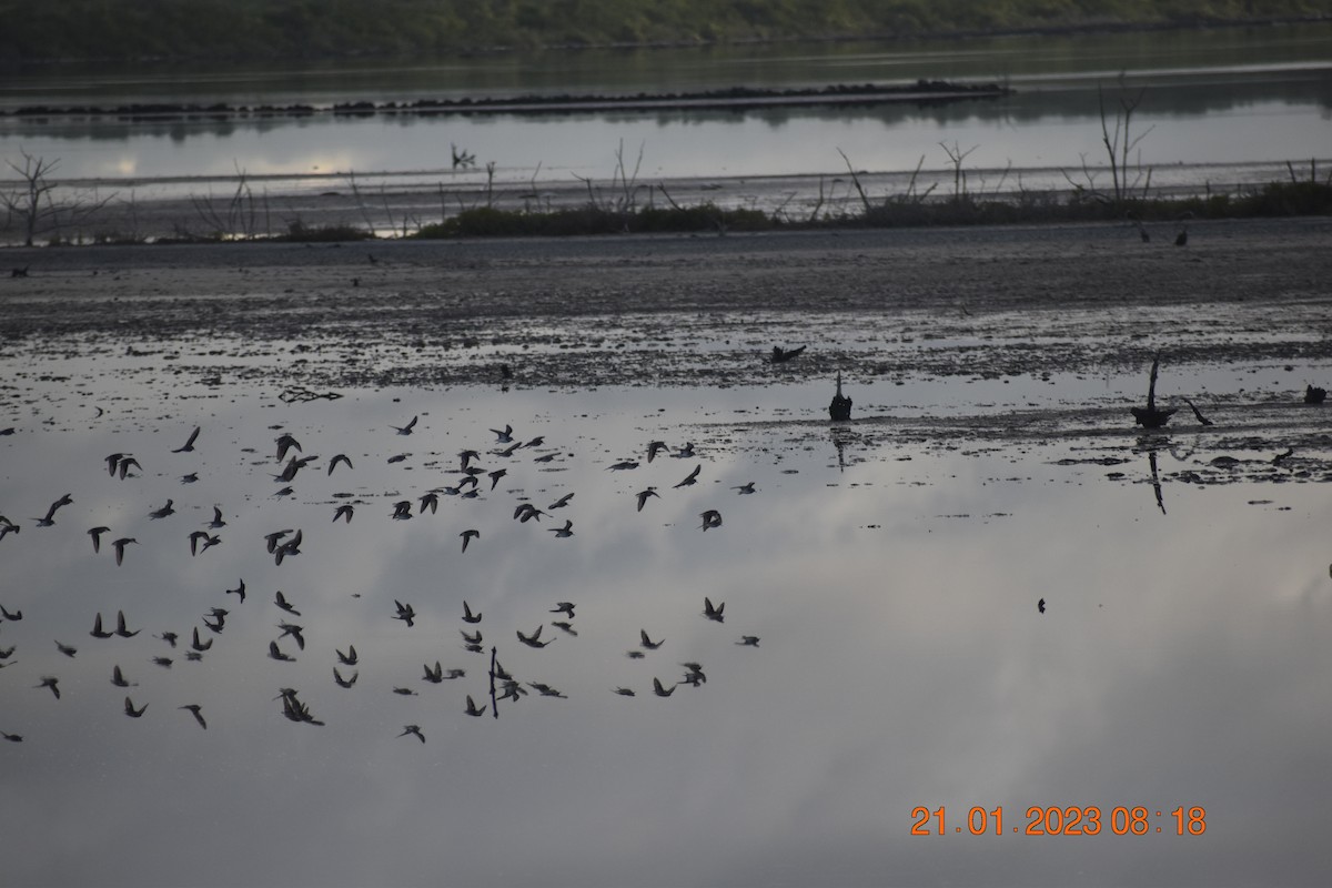 Least Sandpiper - ML590852901