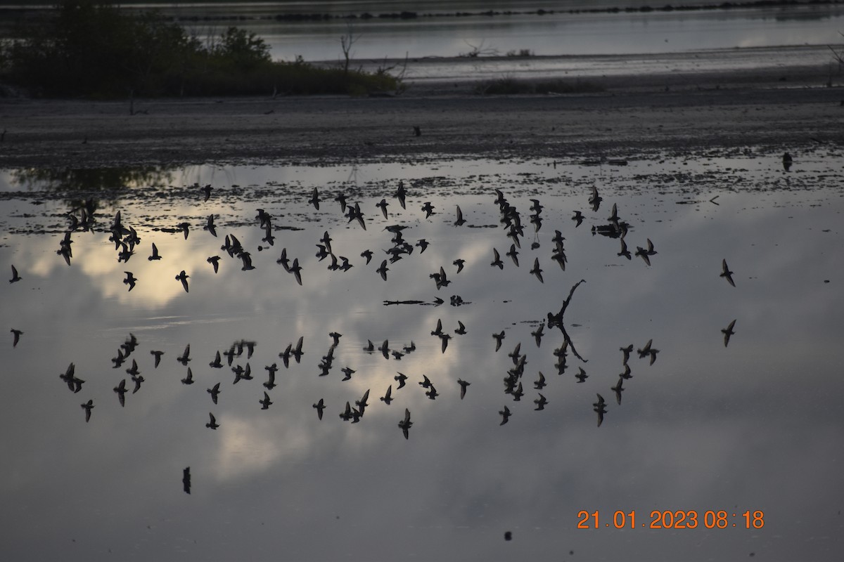 Least Sandpiper - ML590852981