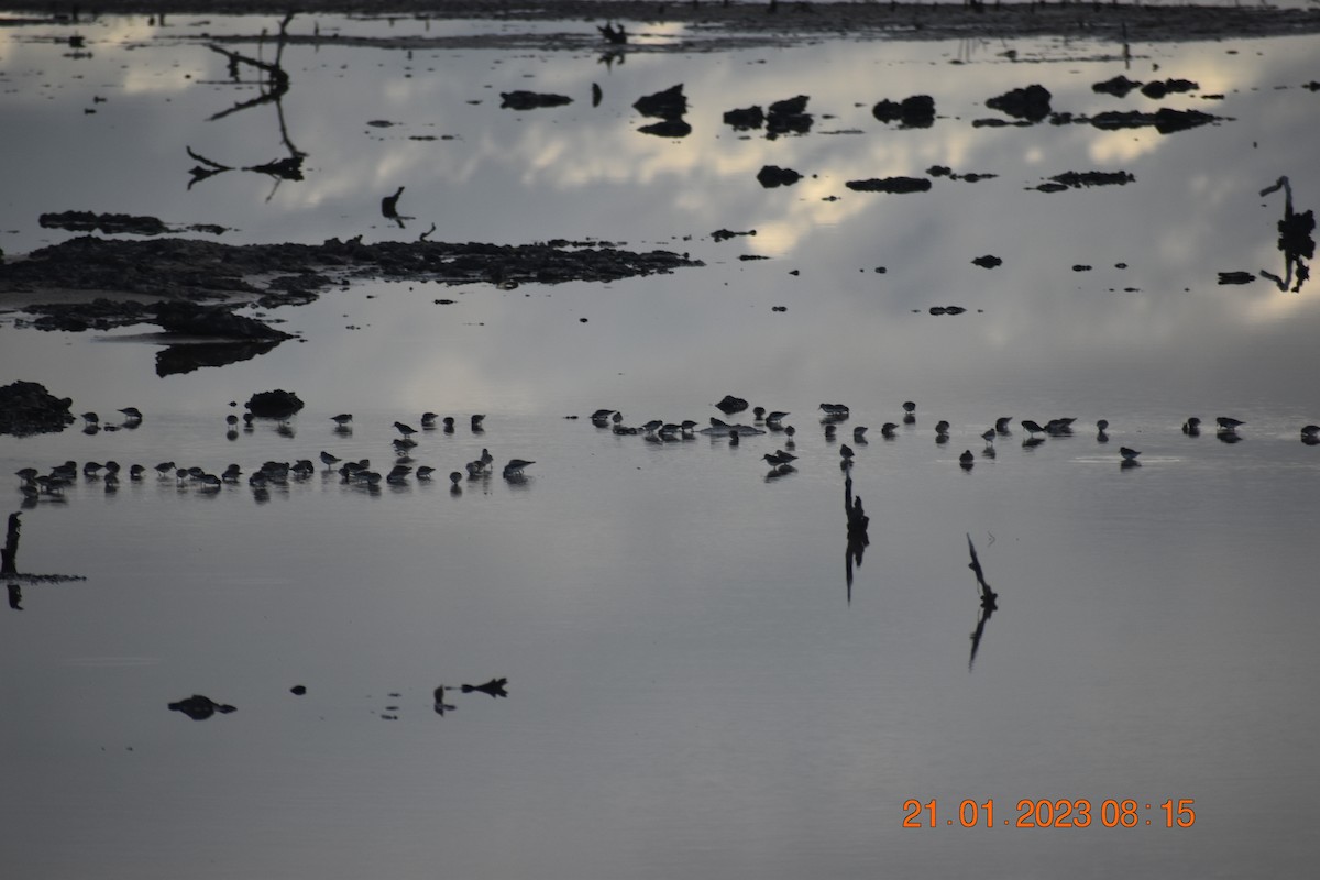 Least Sandpiper - ML590853041