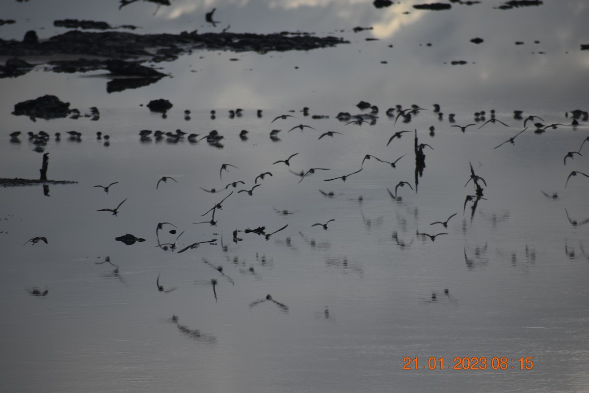 Least Sandpiper - ML590853071