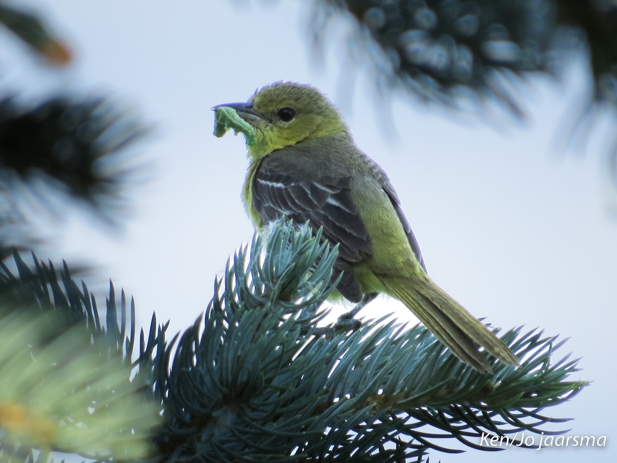 Orchard Oriole - Jo Jaarsma