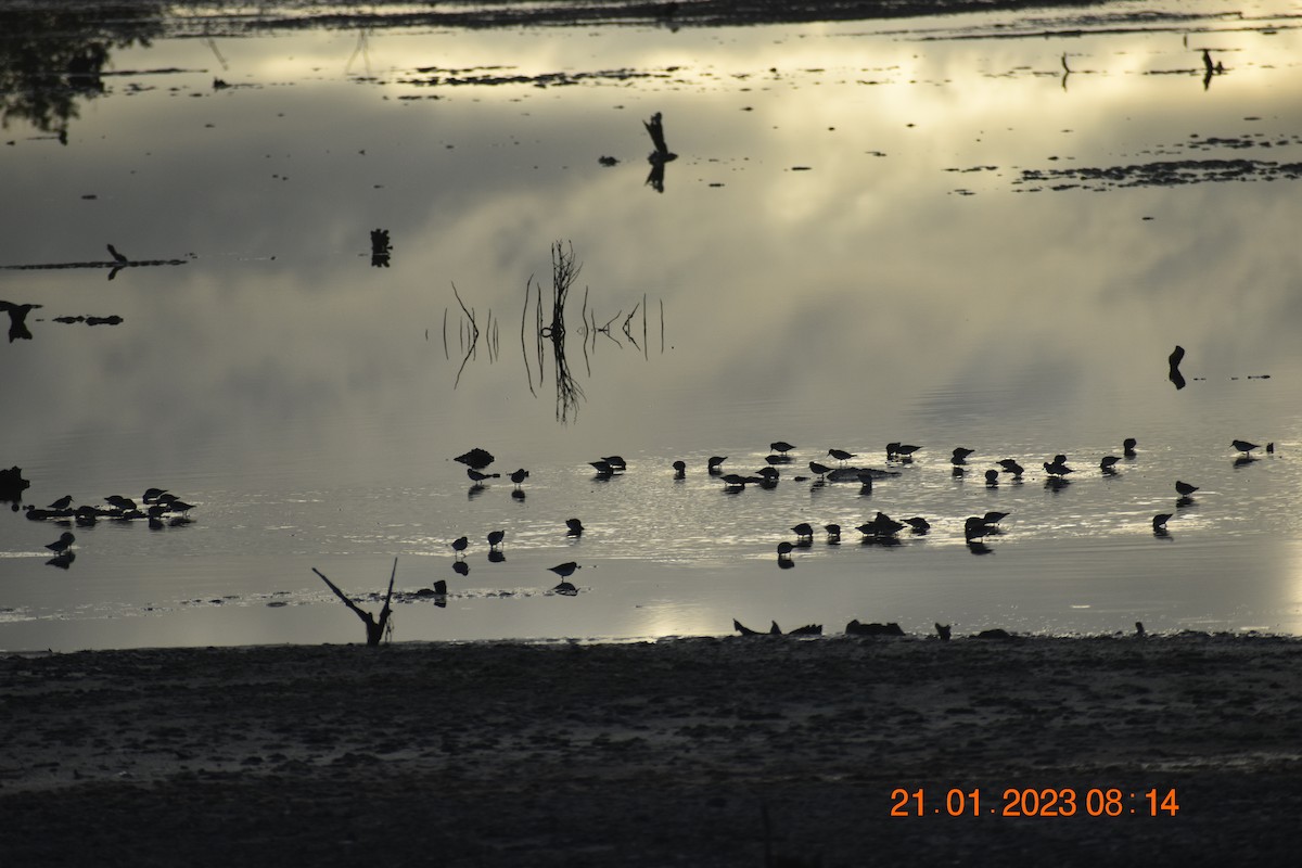 Least Sandpiper - ML590853231