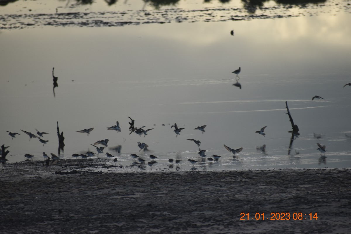 Least Sandpiper - ML590853351