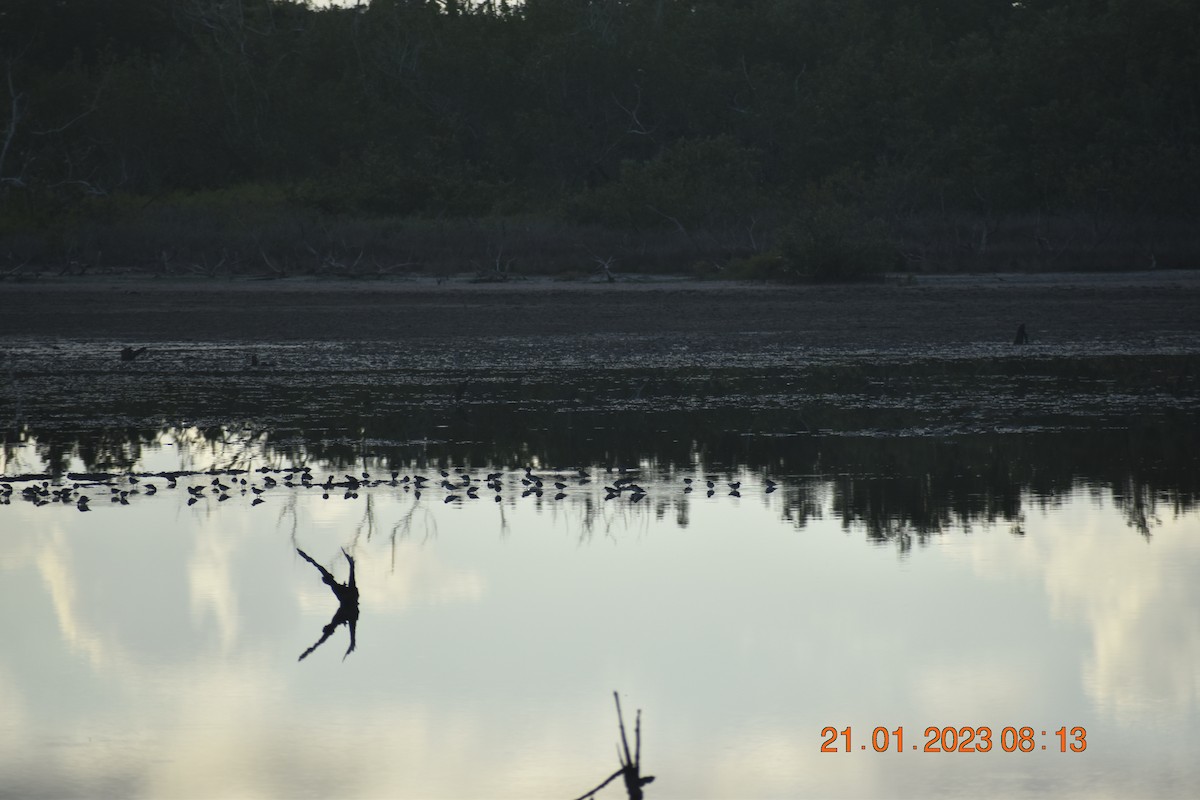Least Sandpiper - ML590853401