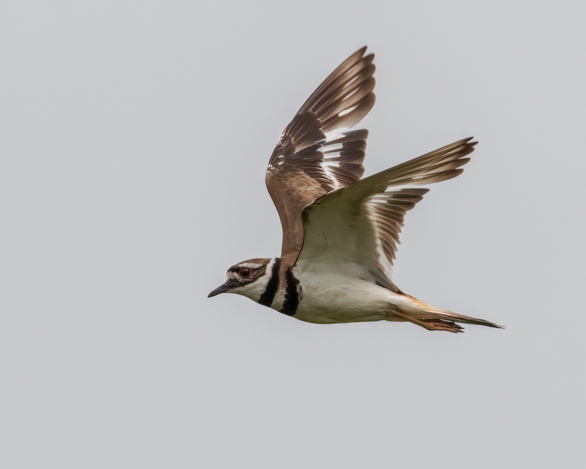 Killdeer - ML590853431