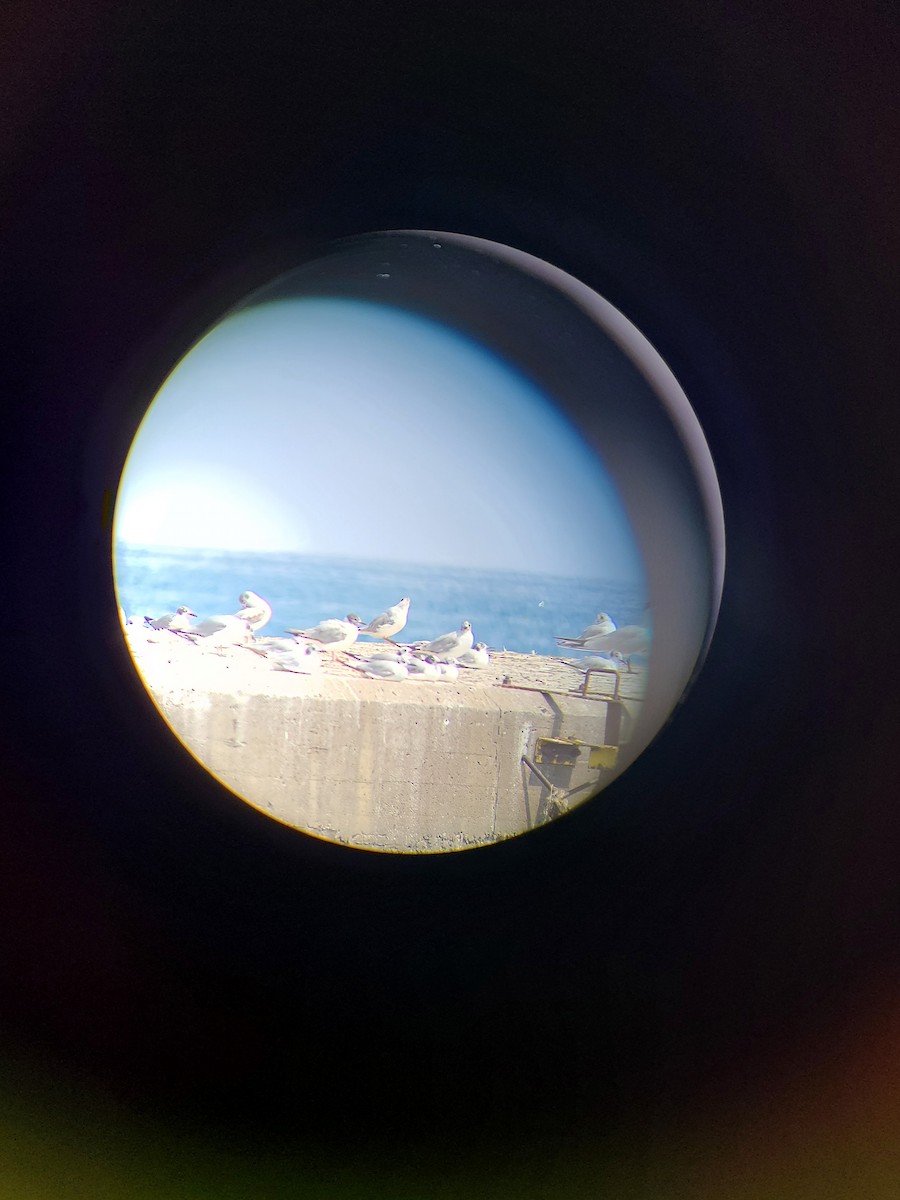 Franklin's Gull - ML590853531