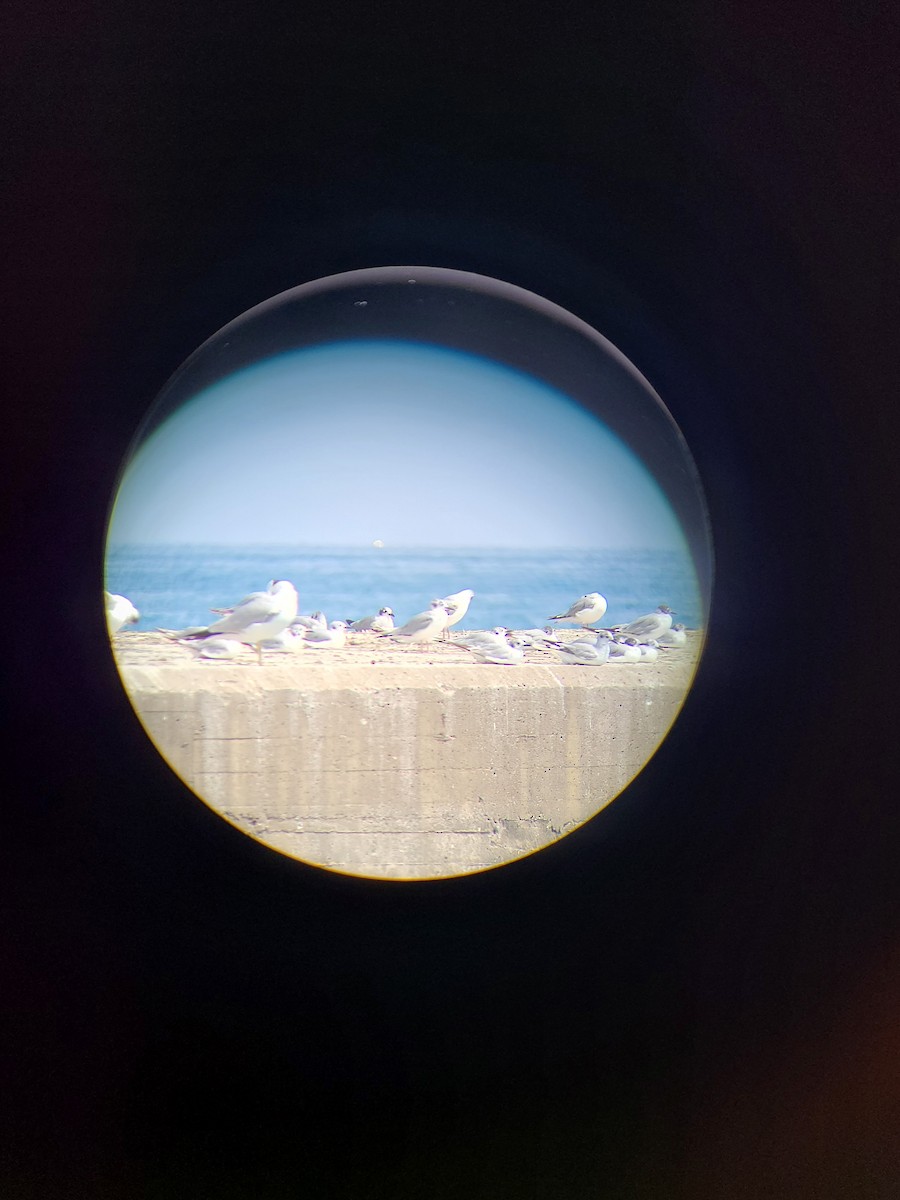 Franklin's Gull - ML590853541