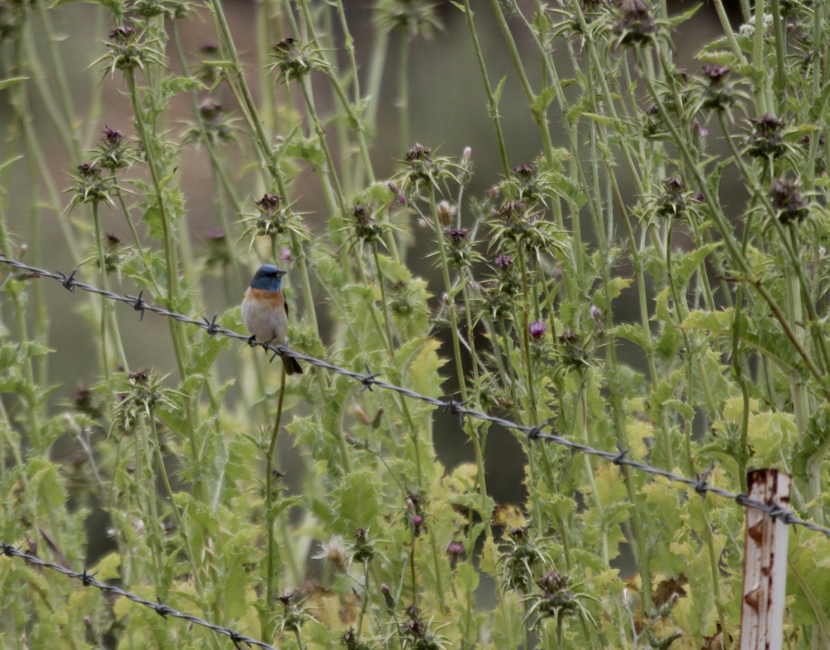 Lazuli Bunting - ML590854831