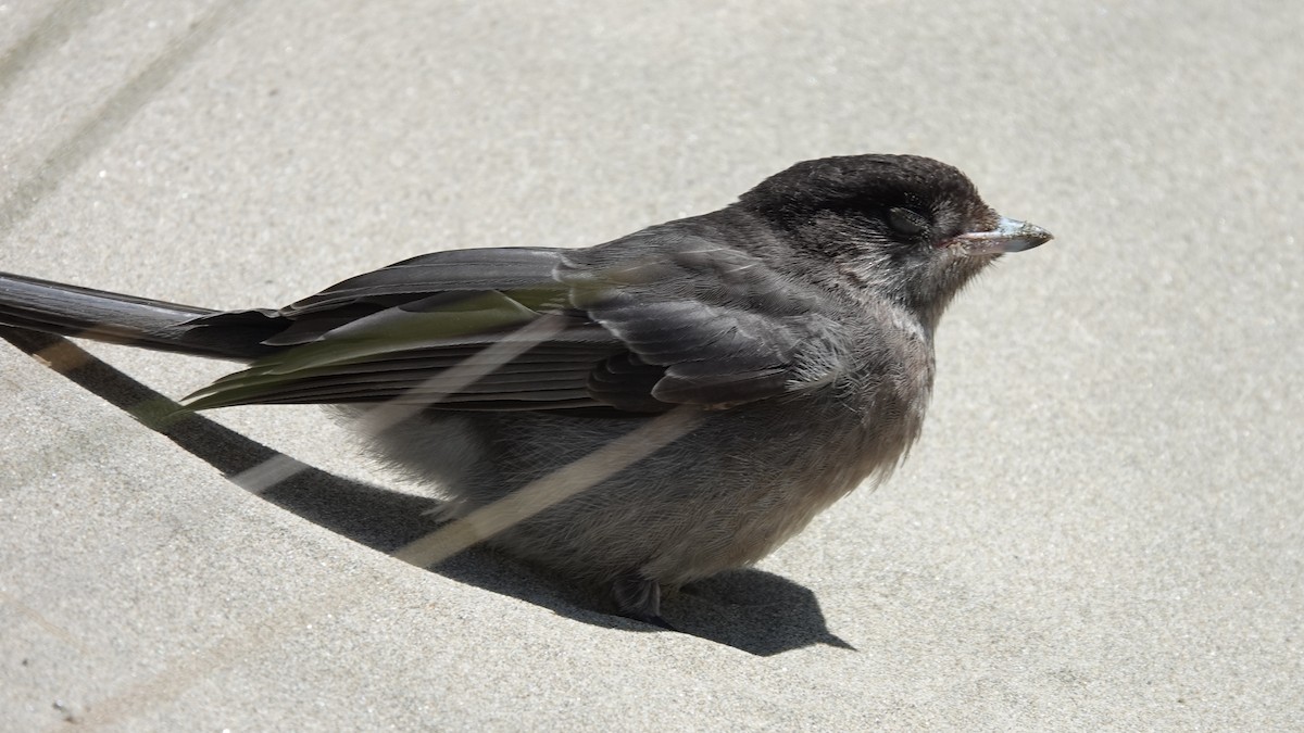 Canada Jay - ML590856121