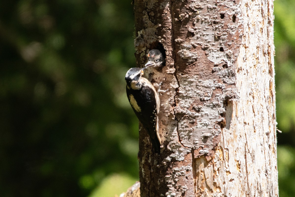 Hairy Woodpecker - ML590857031