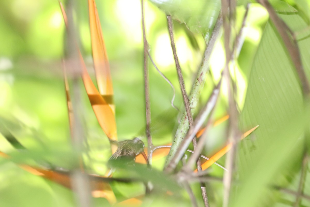 Светлобрюхий колибри-отшельник - ML590857071