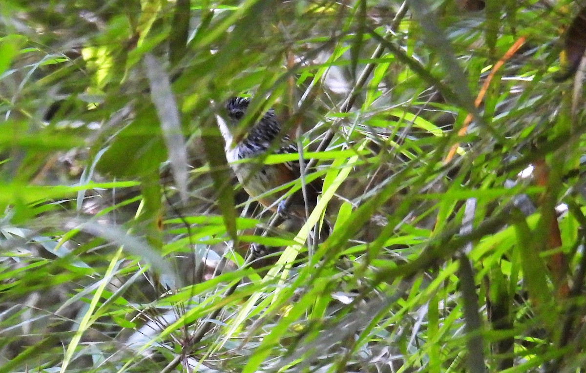 Klages's Antbird - ML590857991