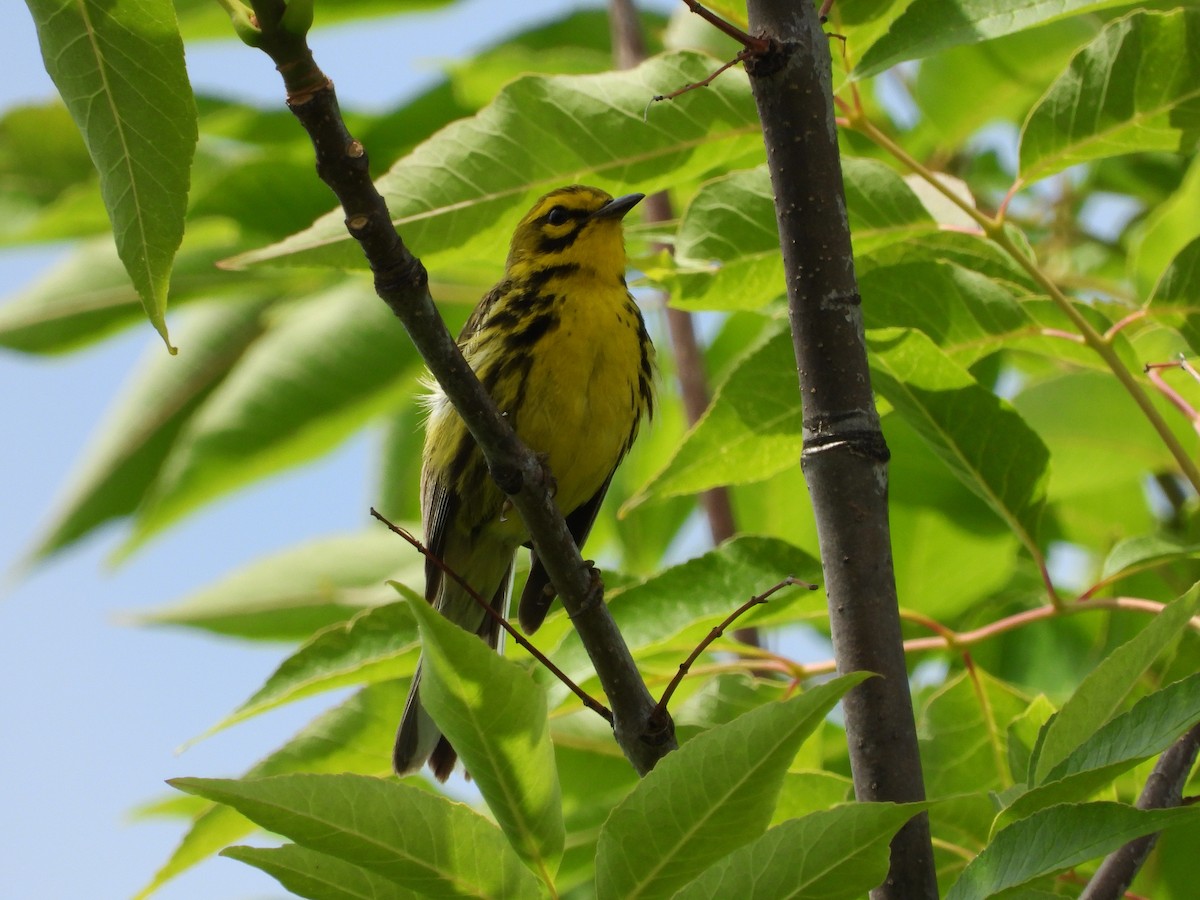 Prairie Warbler - ML590859131