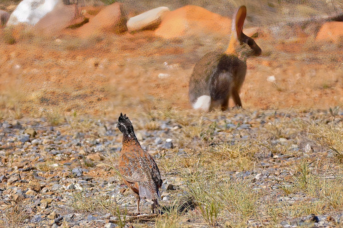 Northern Bobwhite (Masked) - ML590859361