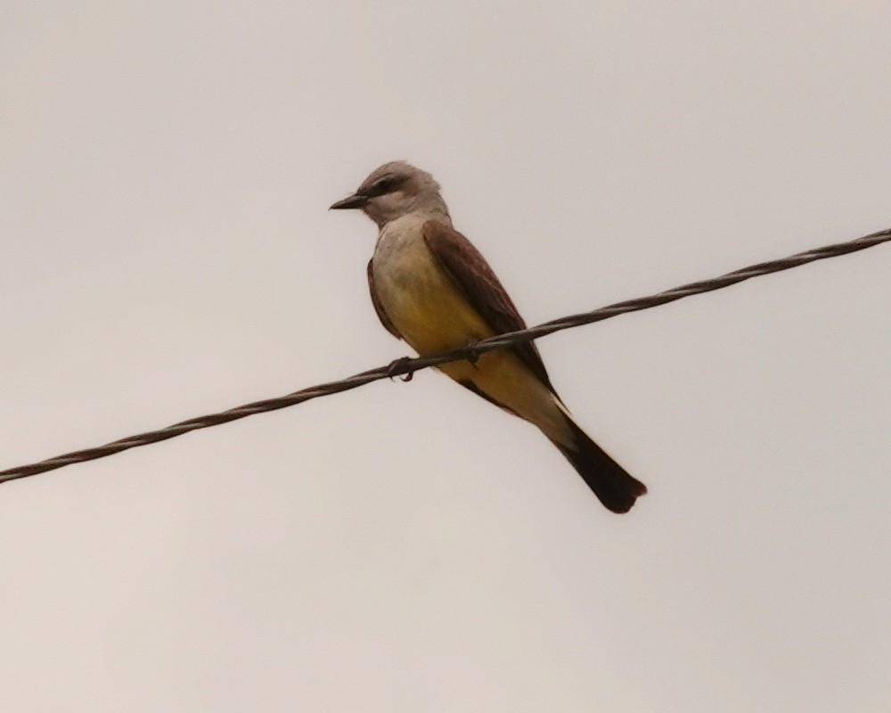 Western Kingbird - ML590860641