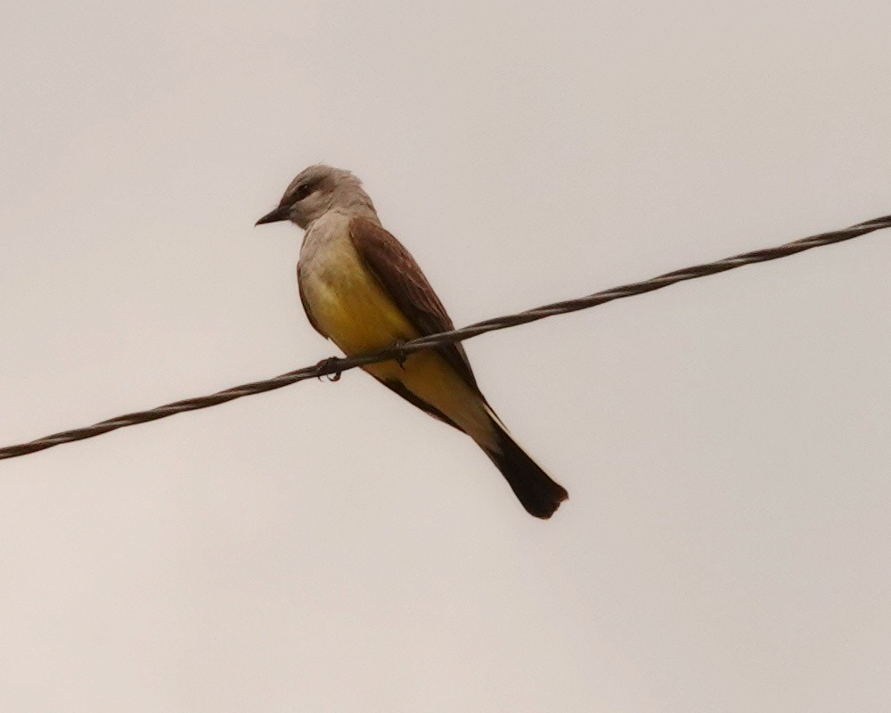 Western Kingbird - ML590860651