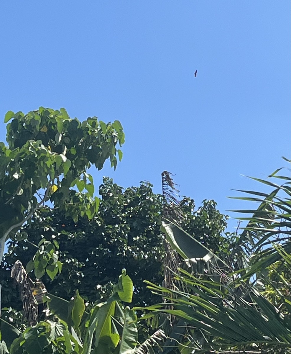 Brahminy Kite - ML590861101