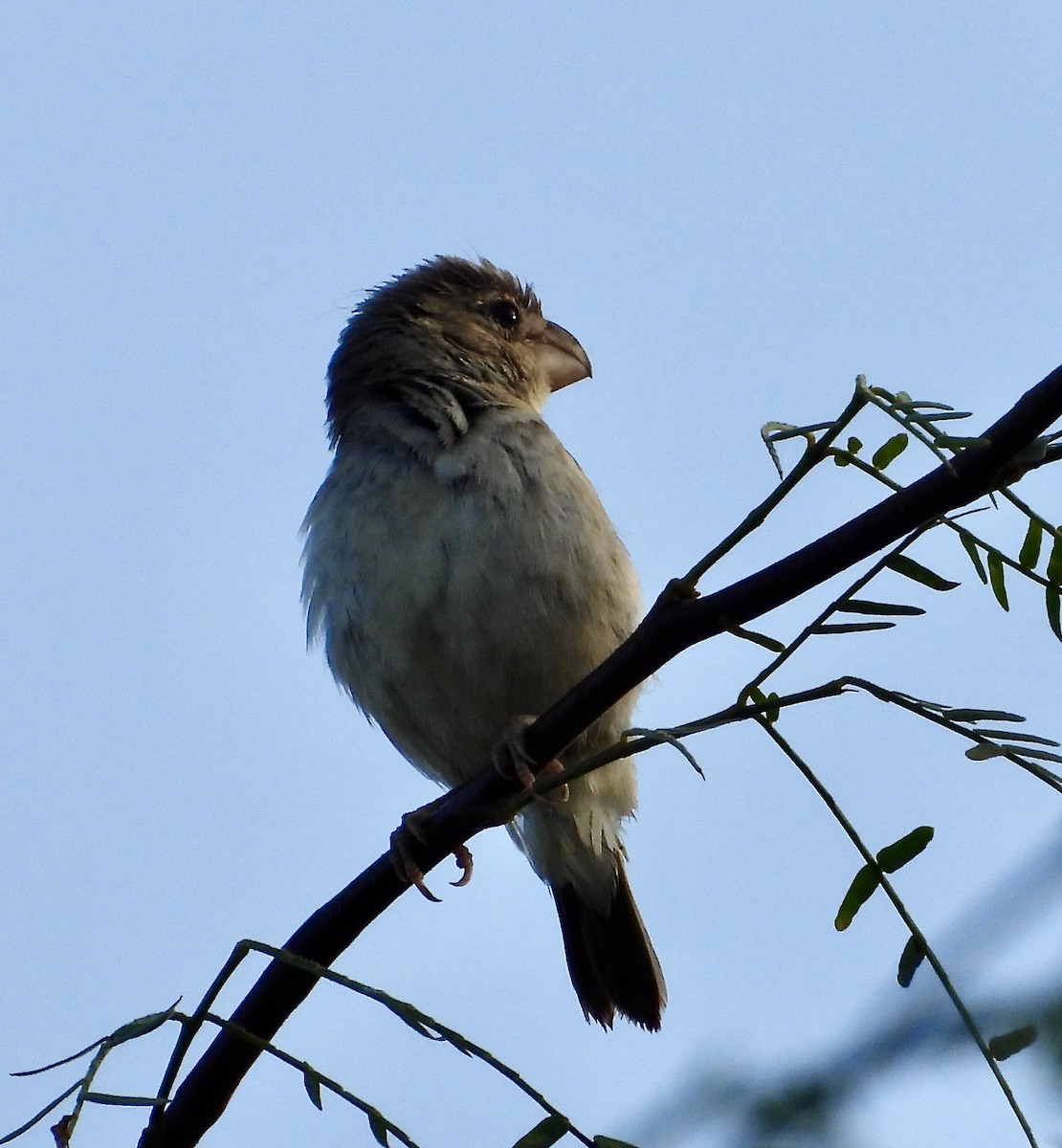 Parrot-billed Seedeater - Kisa Weeman