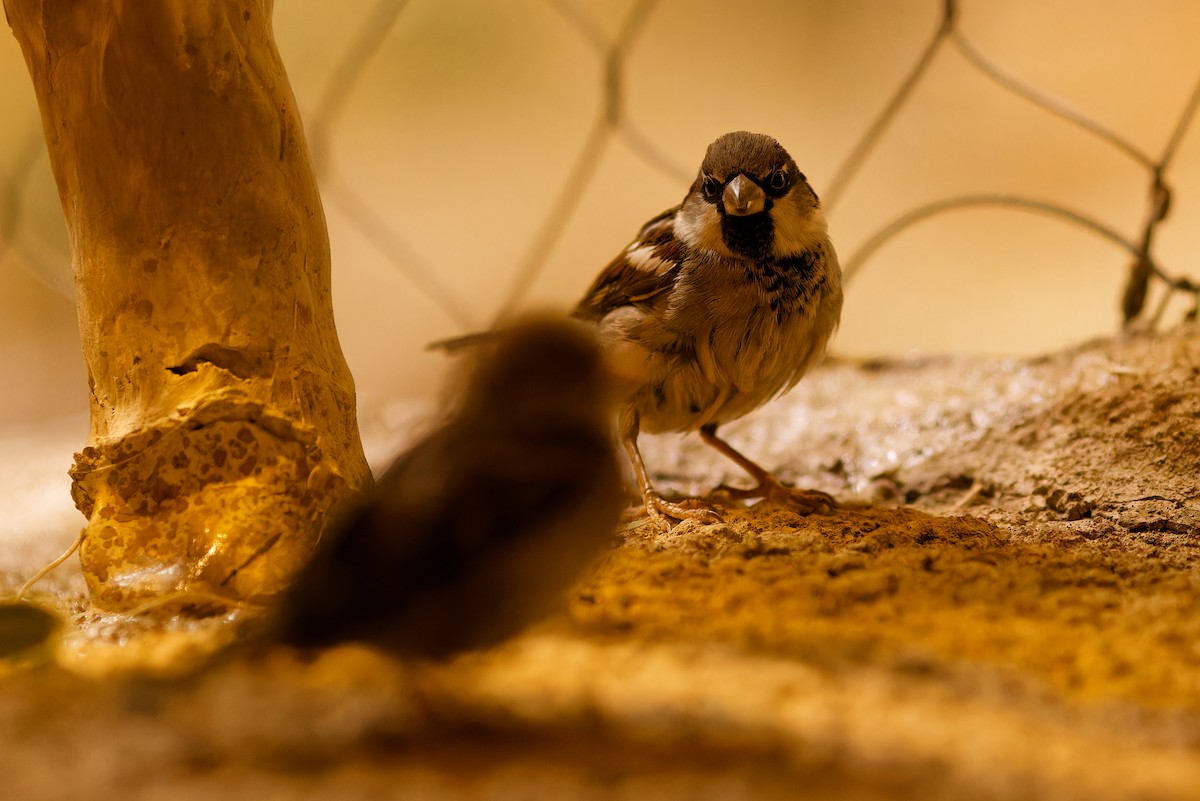 House Sparrow - ML590863131