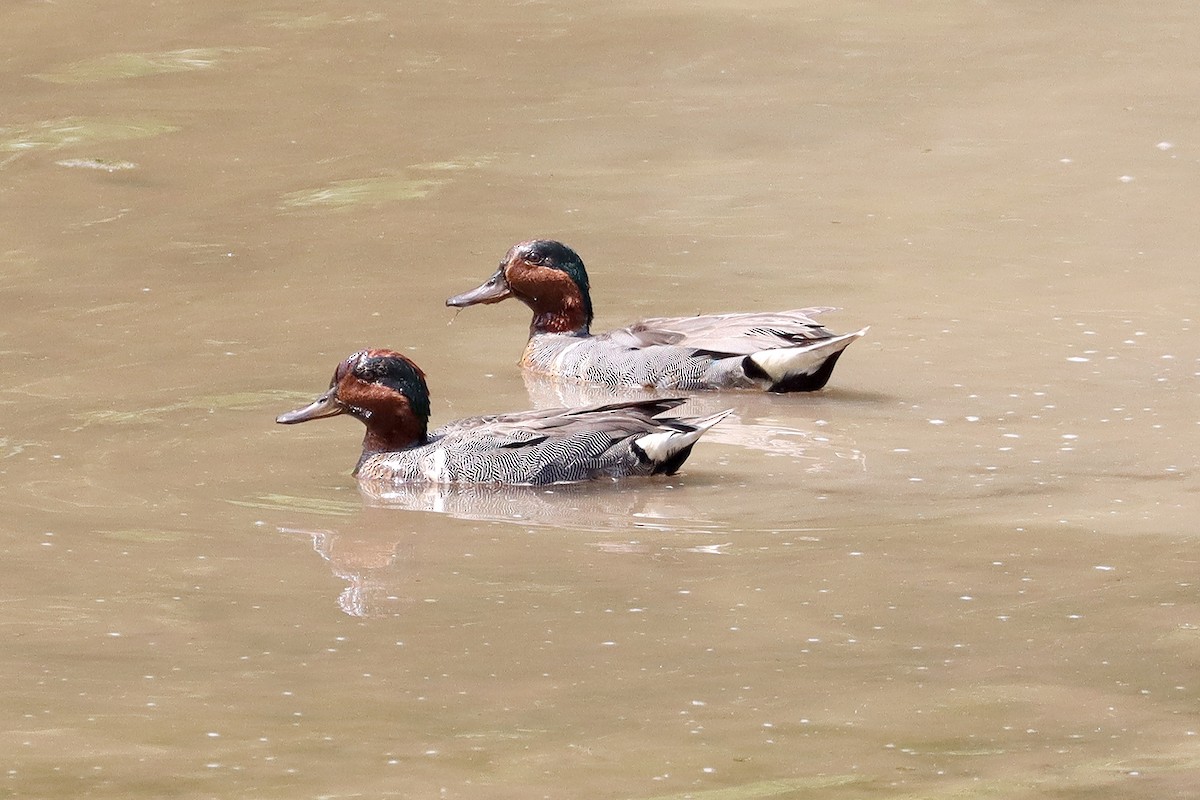Green-winged Teal - ML590863261