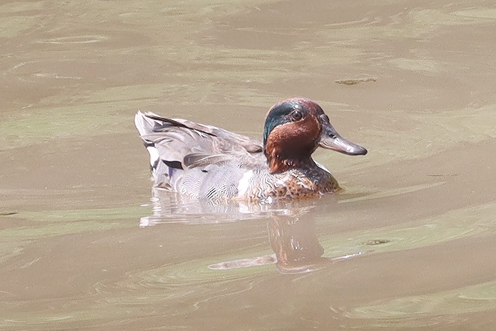 Green-winged Teal - ML590863291