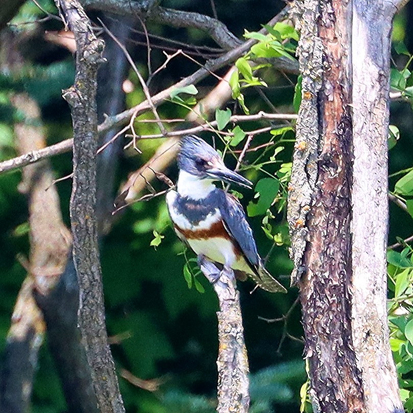 Belted Kingfisher - ML590863331