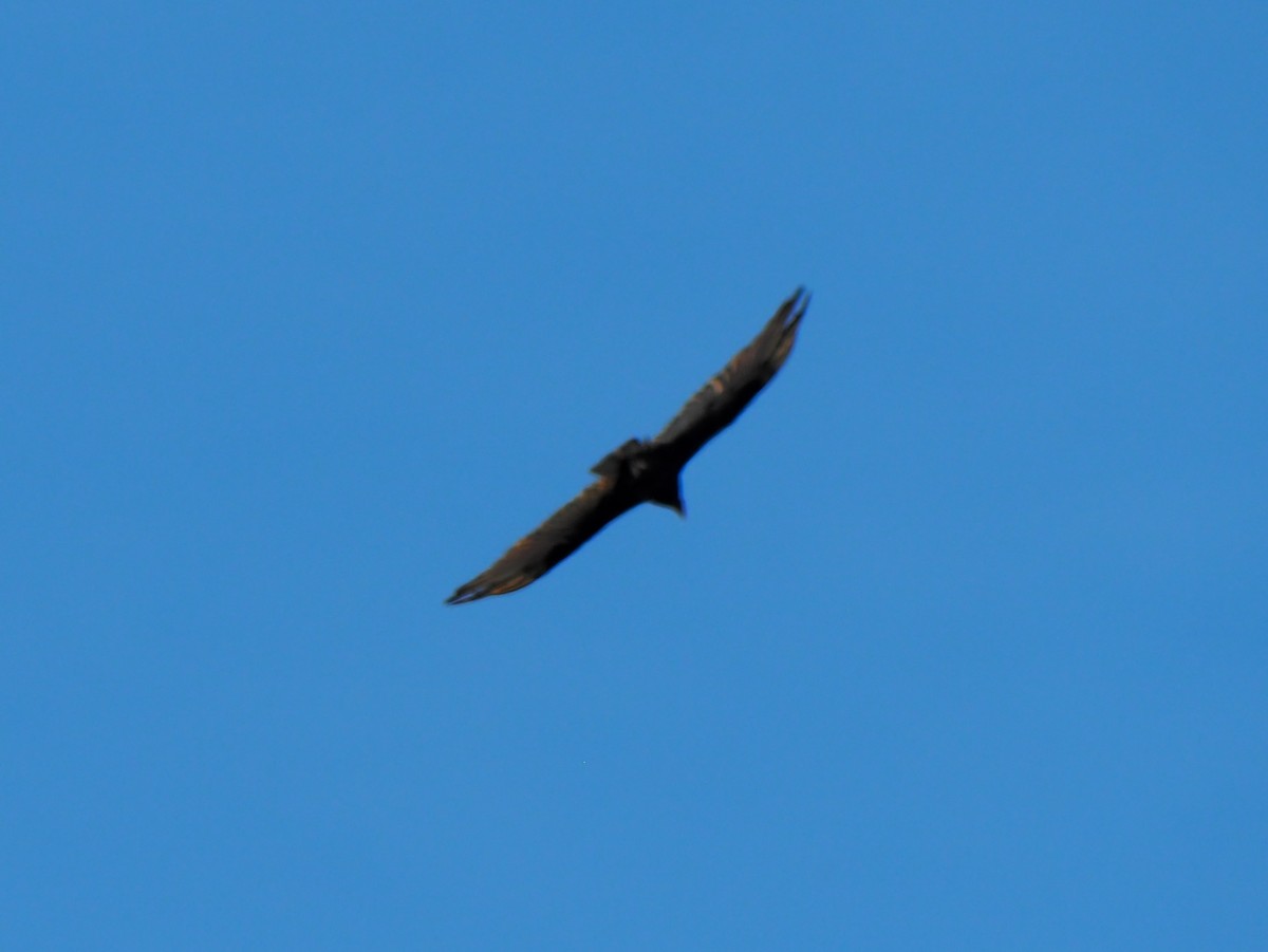 Turkey Vulture - ML590863961