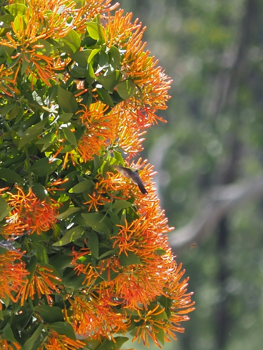 Violet-crowned Hummingbird - ML590864021