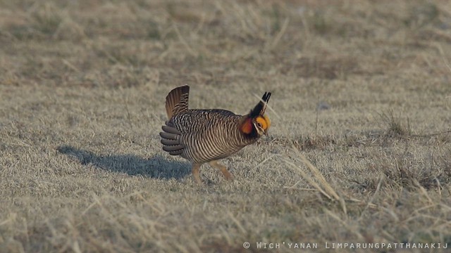 Lesser Prairie-Chicken - ML590864921