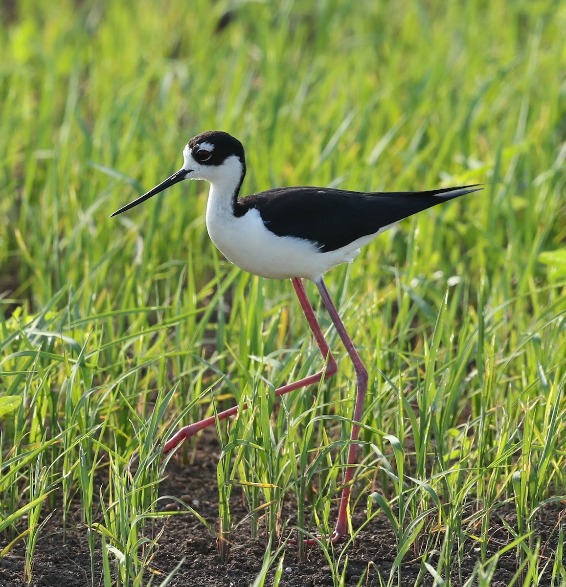 Black-necked Stilt - Charles Lyon