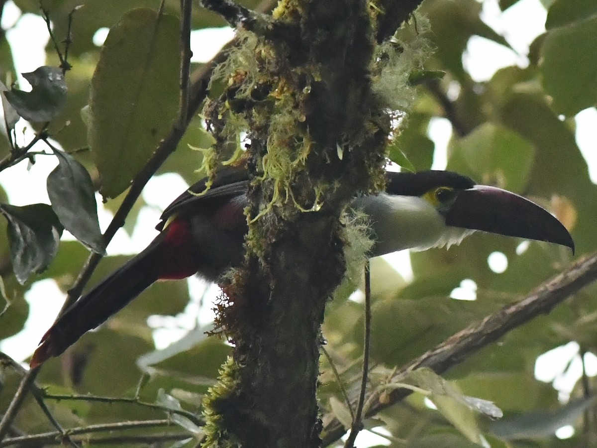 Black-billed Mountain-Toucan - Jessy Lopez Herra