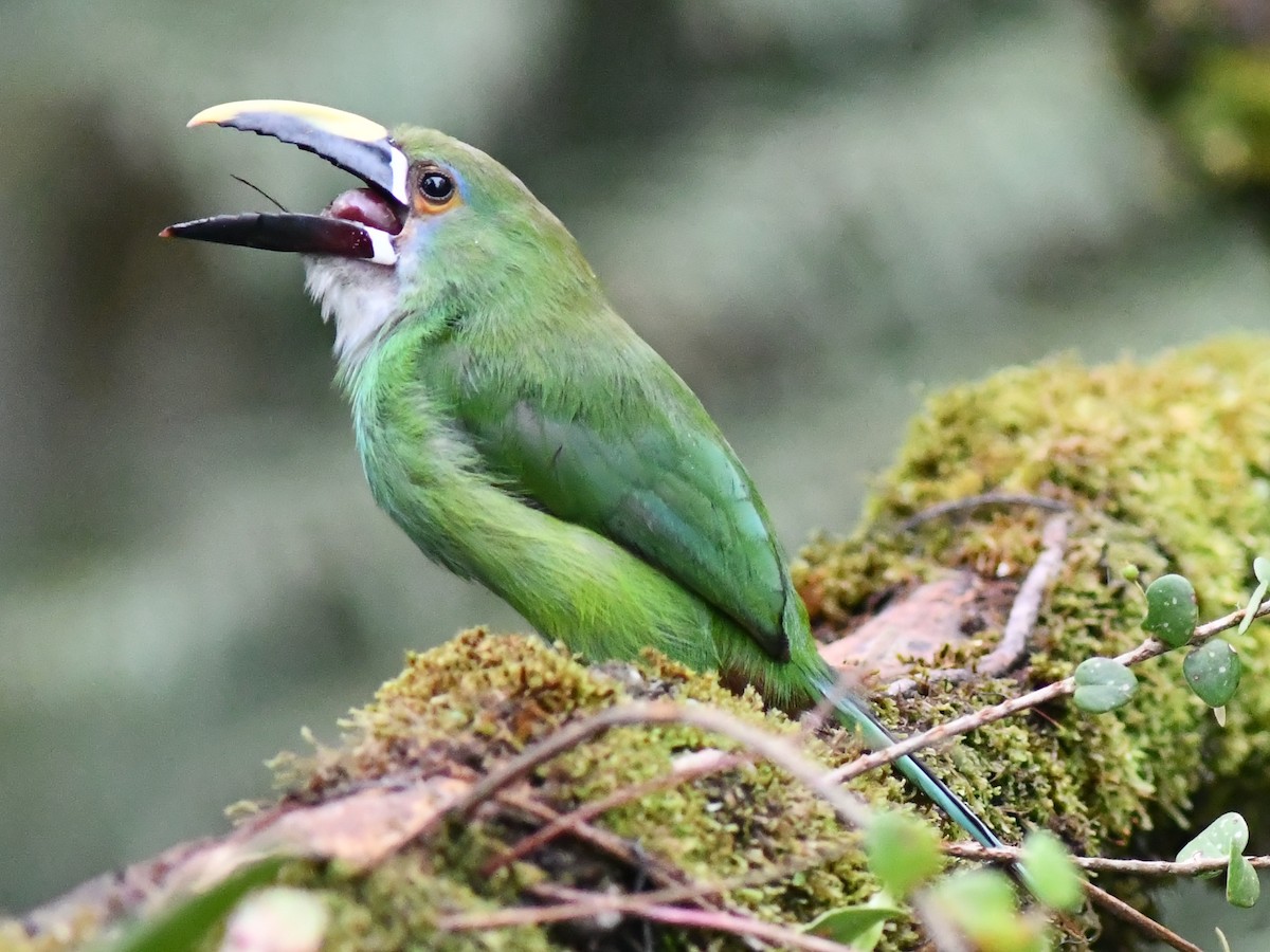 Southern Emerald-Toucanet (Gray-throated) - ML590866881