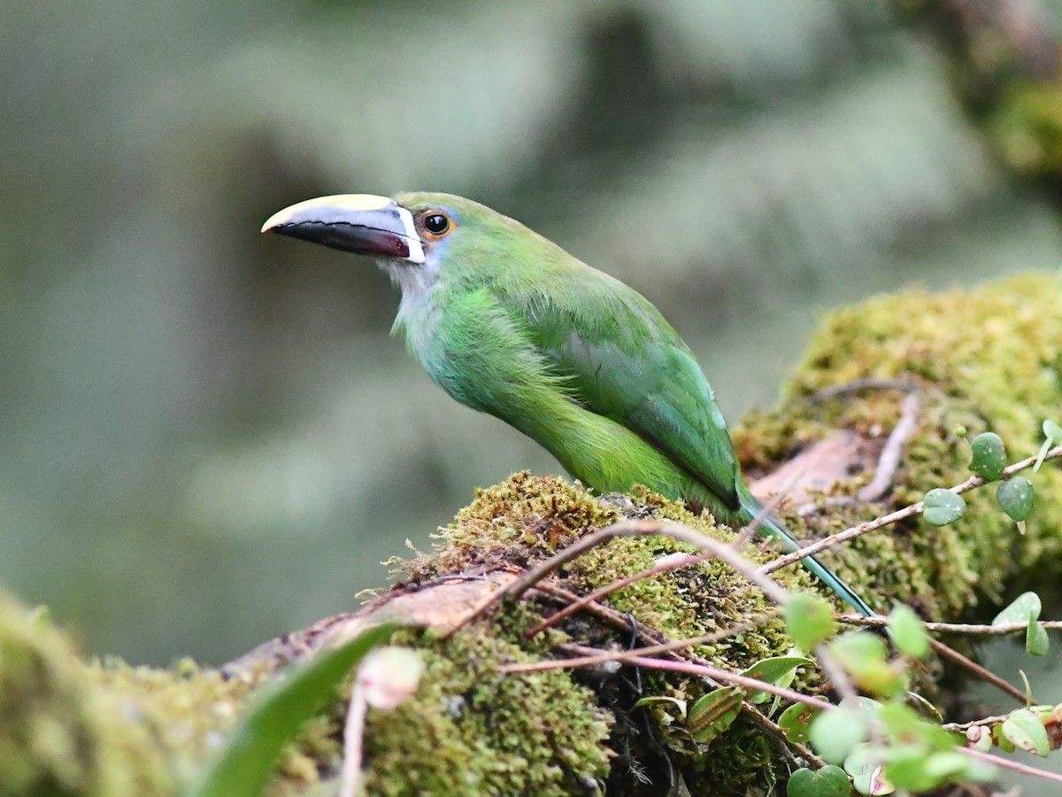 Toucanet à gorge blanche (griseigularis) - ML590866891