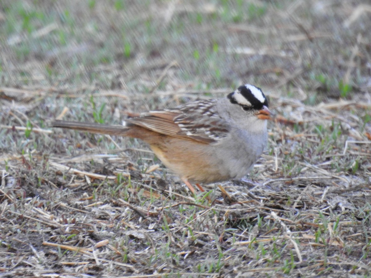 Bruant à couronne blanche - ML590867131