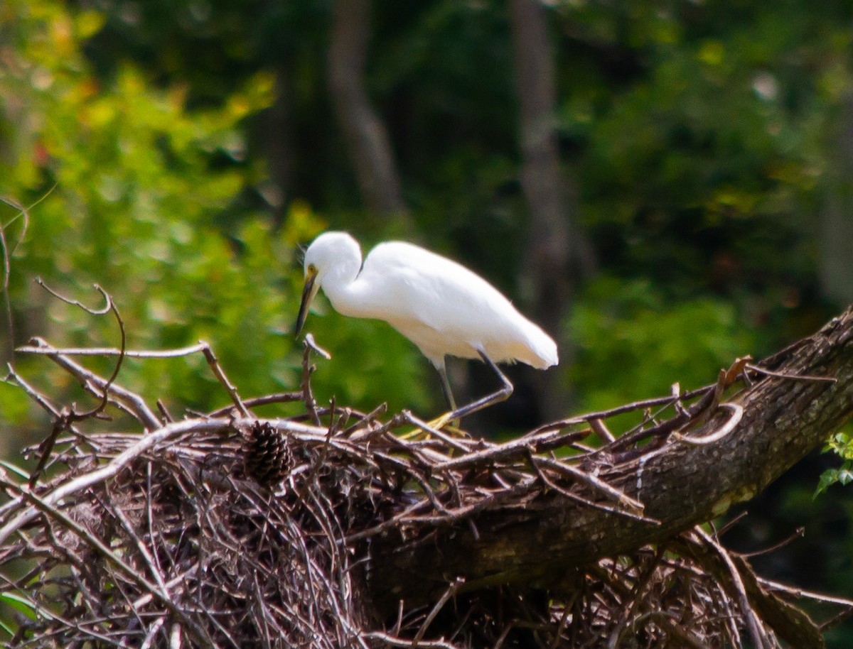 Snowy Egret - Raven Dandridge