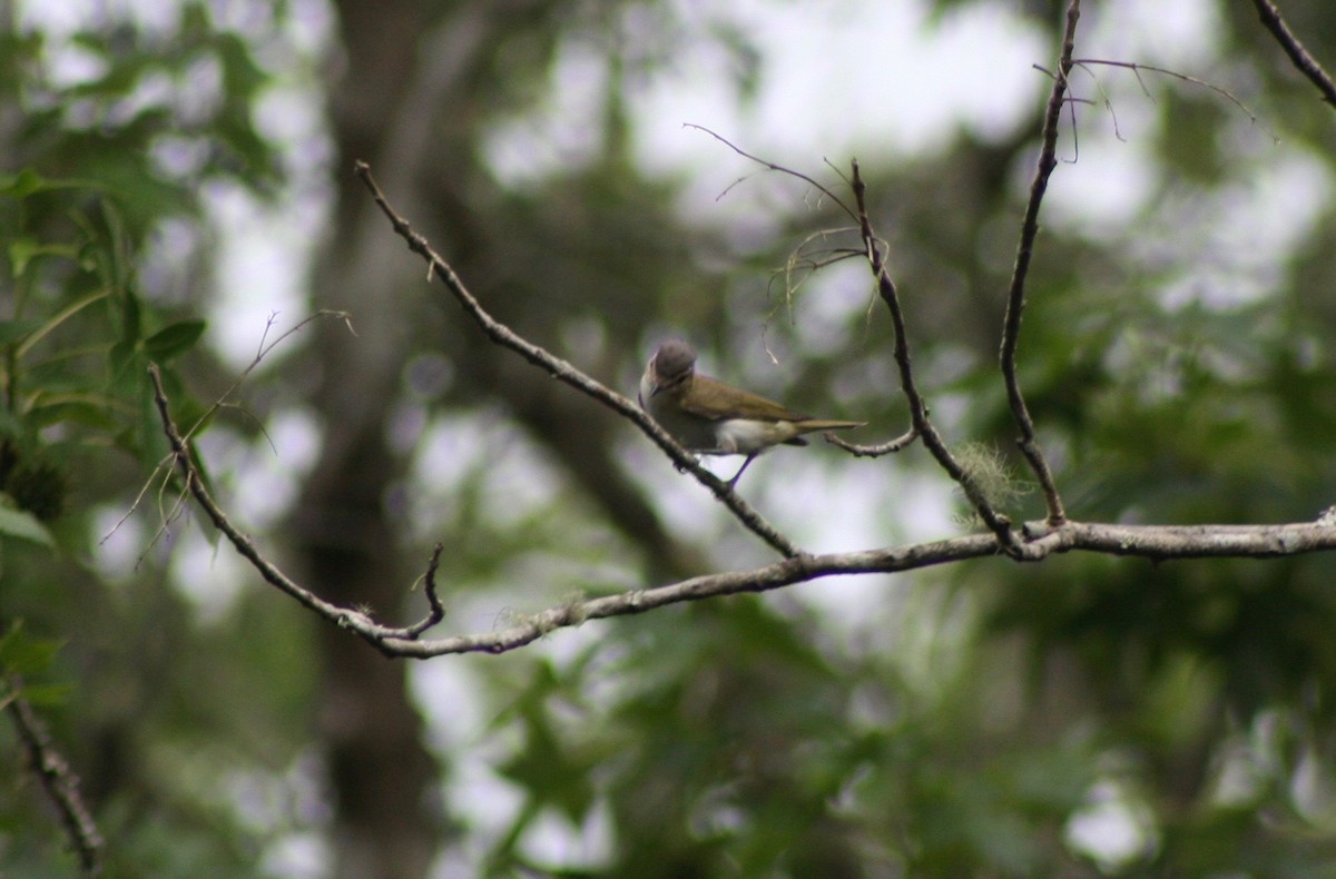 Red-eyed Vireo - ML59086951