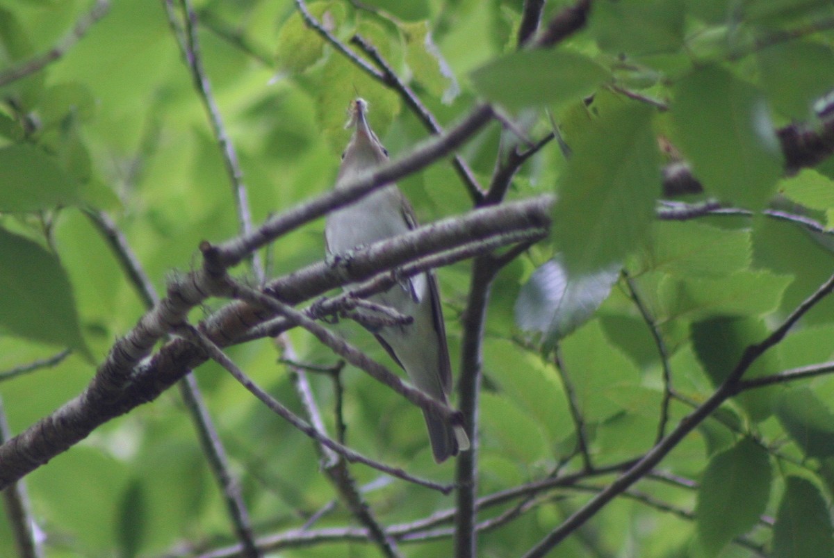 Red-eyed Vireo - ML59086961