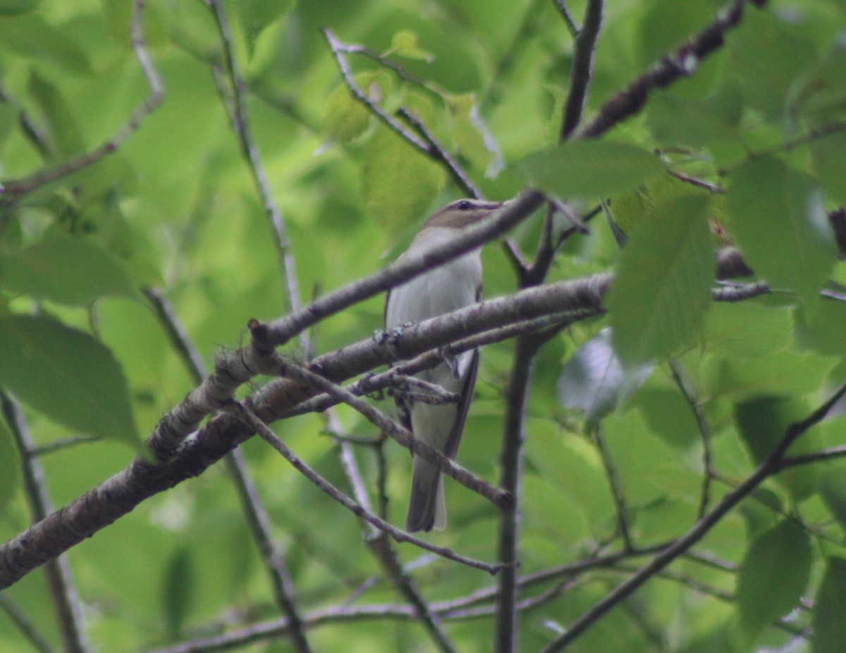 Red-eyed Vireo - ML59086991