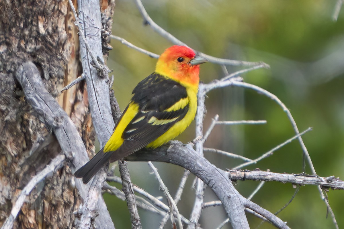 Western Tanager - ML590871541