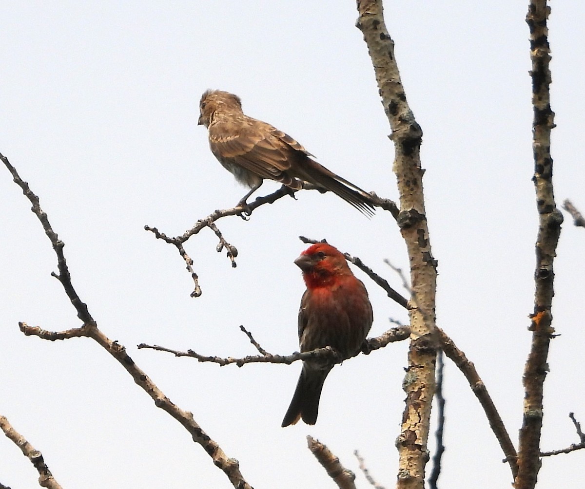 House Finch - ML590871631