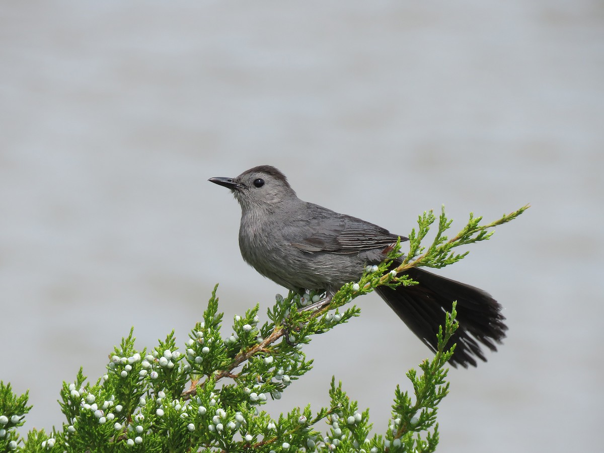 Gray Catbird - ML590871701