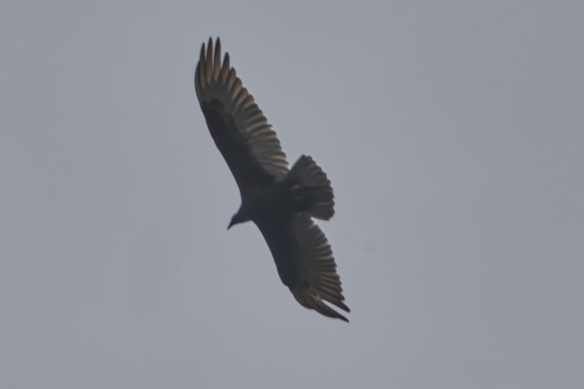 Turkey Vulture - ML590872061