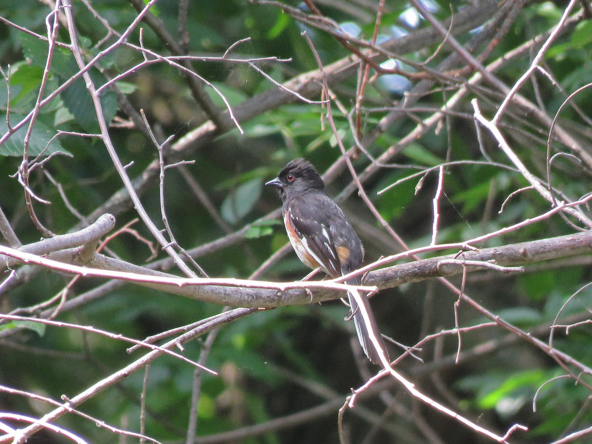 Spotted x Eastern Towhee (hybrid) - Kevin Groeneweg