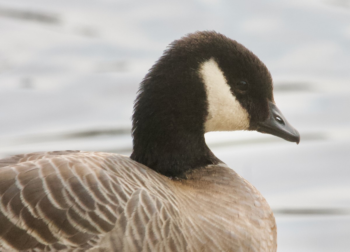 Cackling Goose - ML590872891