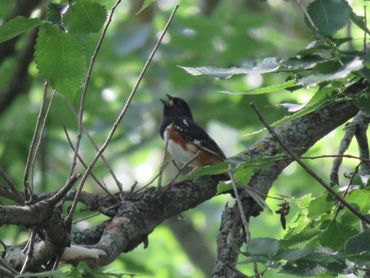 Spotted x Eastern Towhee (hybrid) - ML590873041